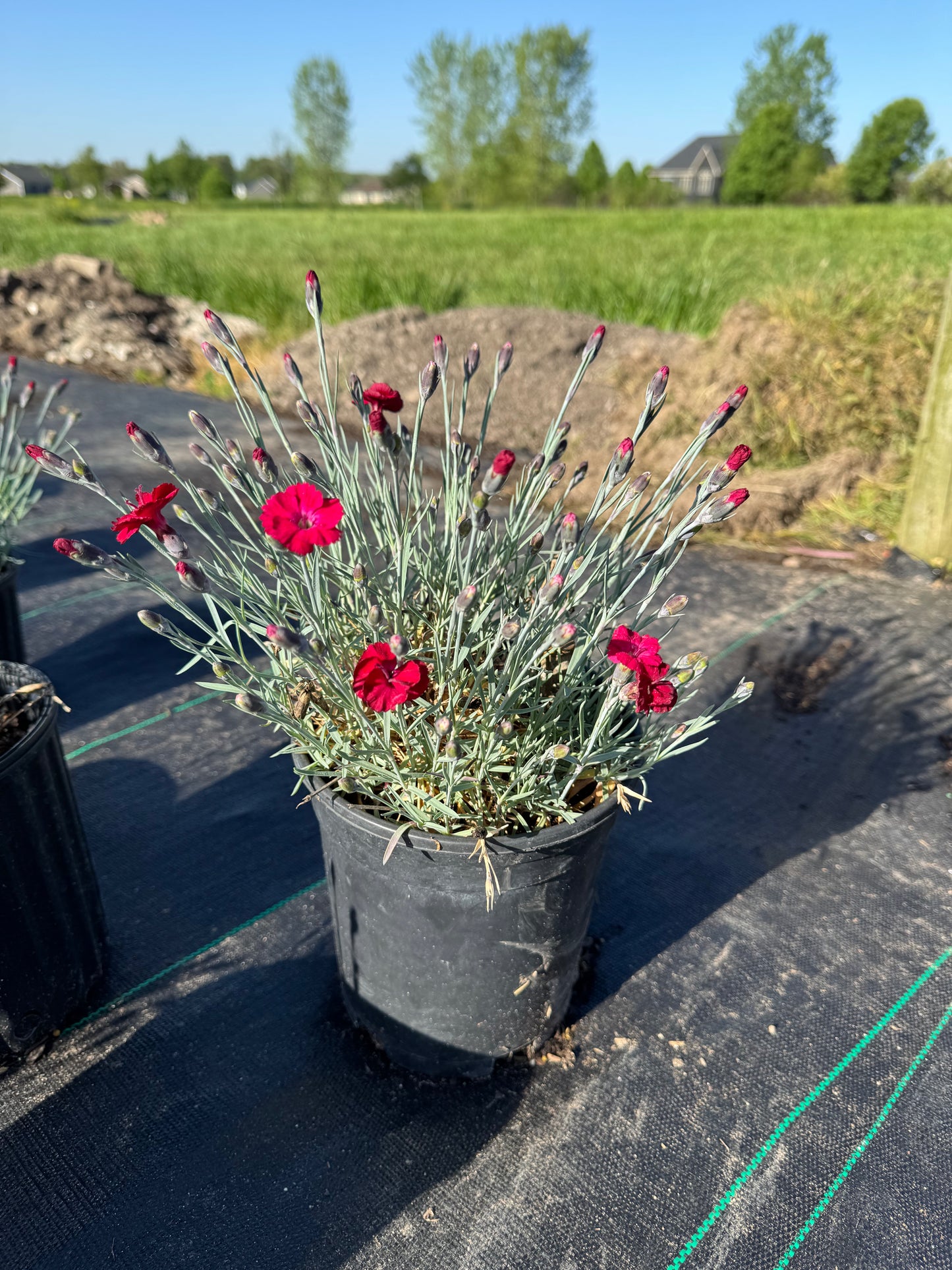 Dianthus mtn. frost garnet red