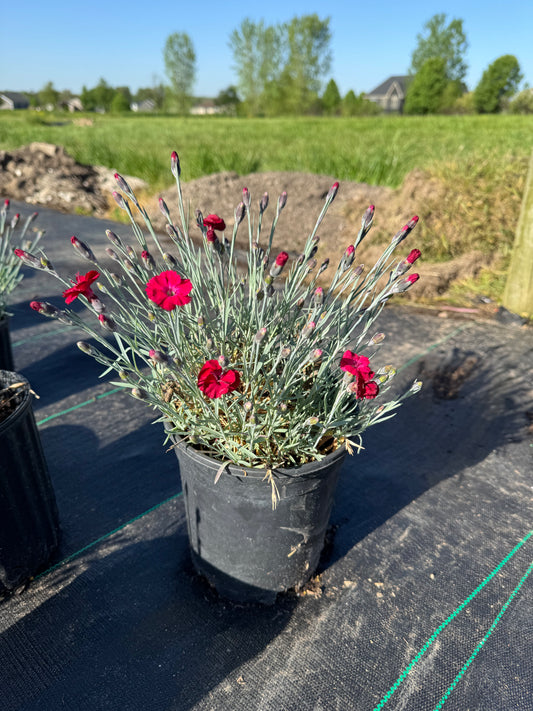 Dianthus mtn. frost garnet red