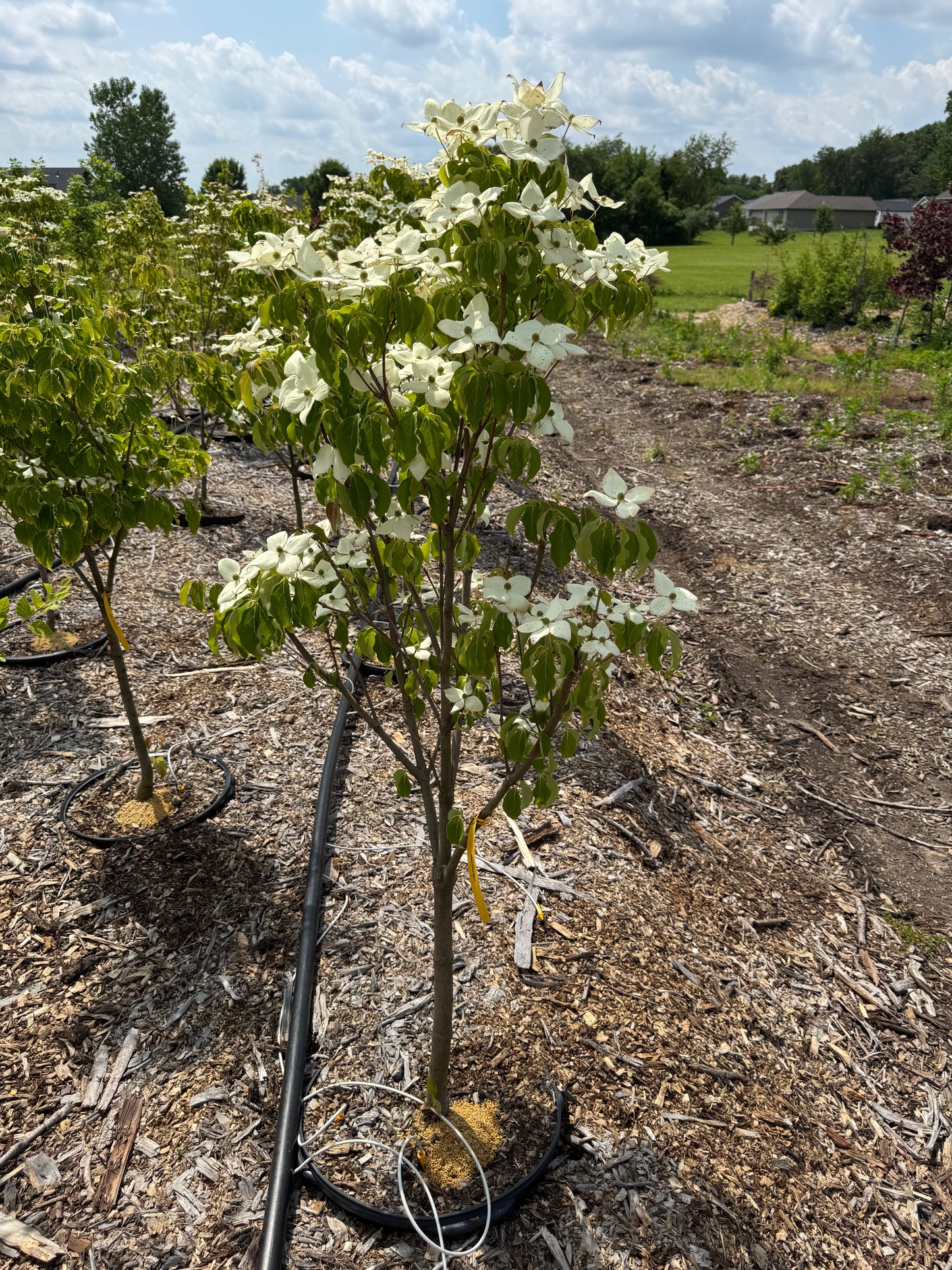 Cornus Snow Tower