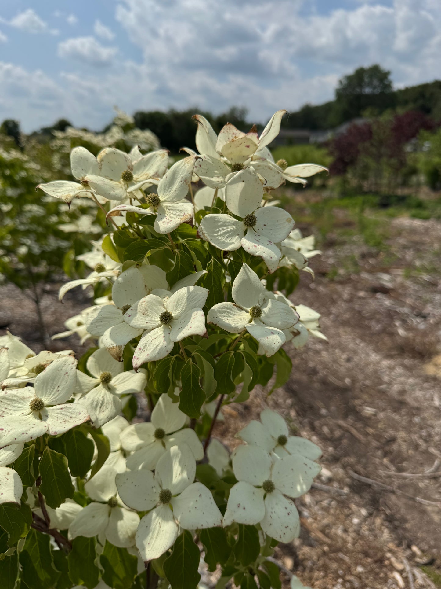 Cornus Snow Tower