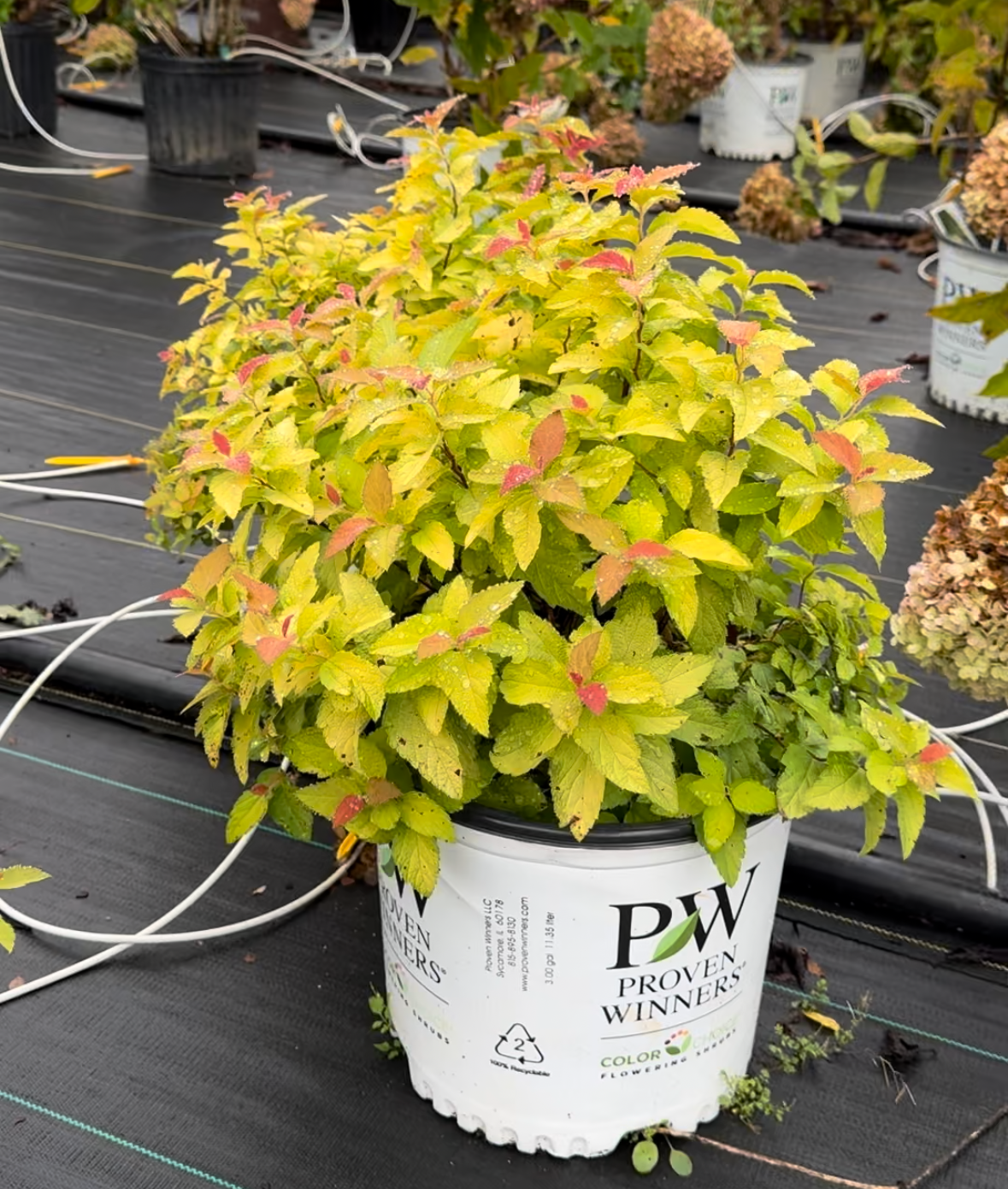 Spirea double play (candy corn)