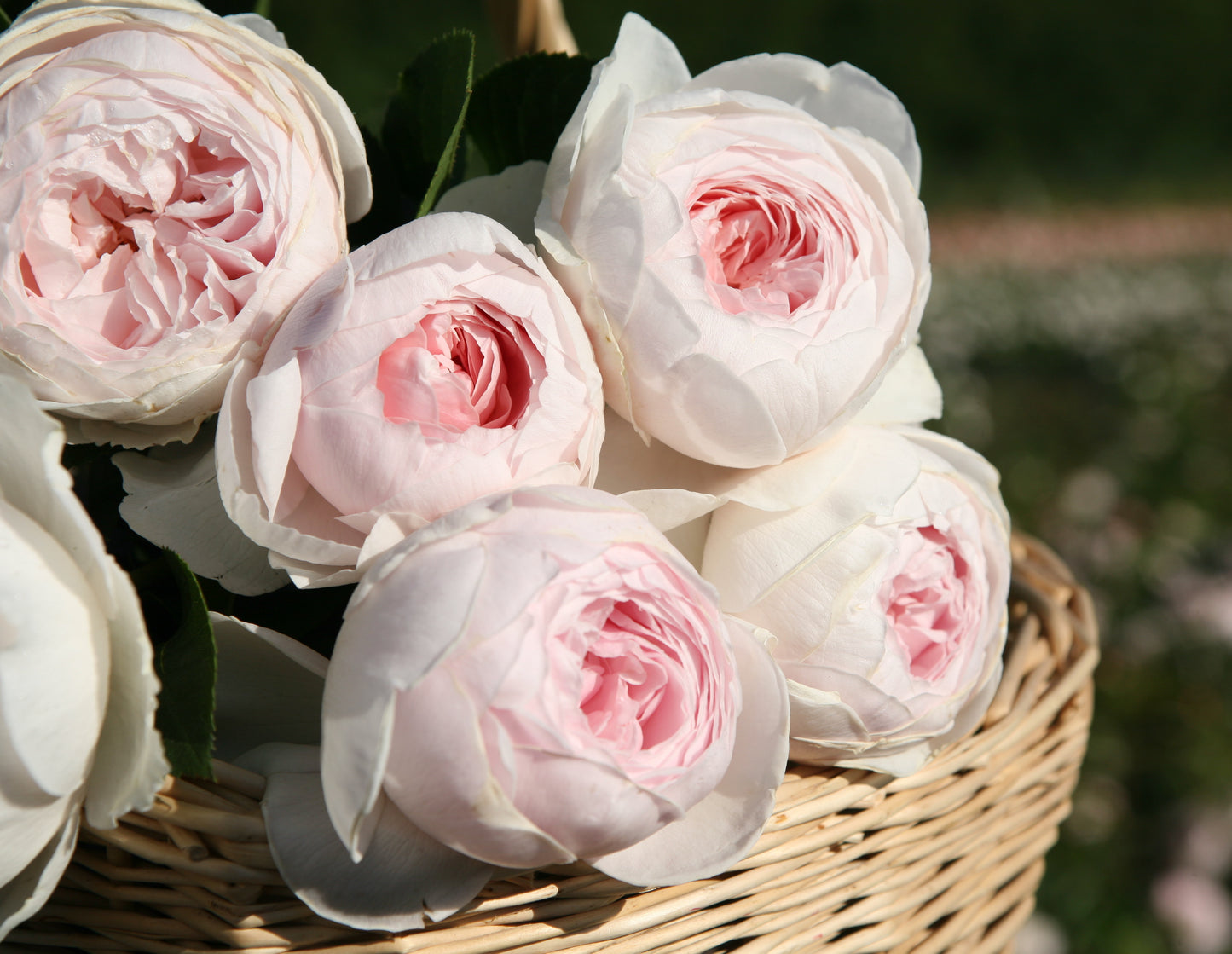 HT parfuma earth angel