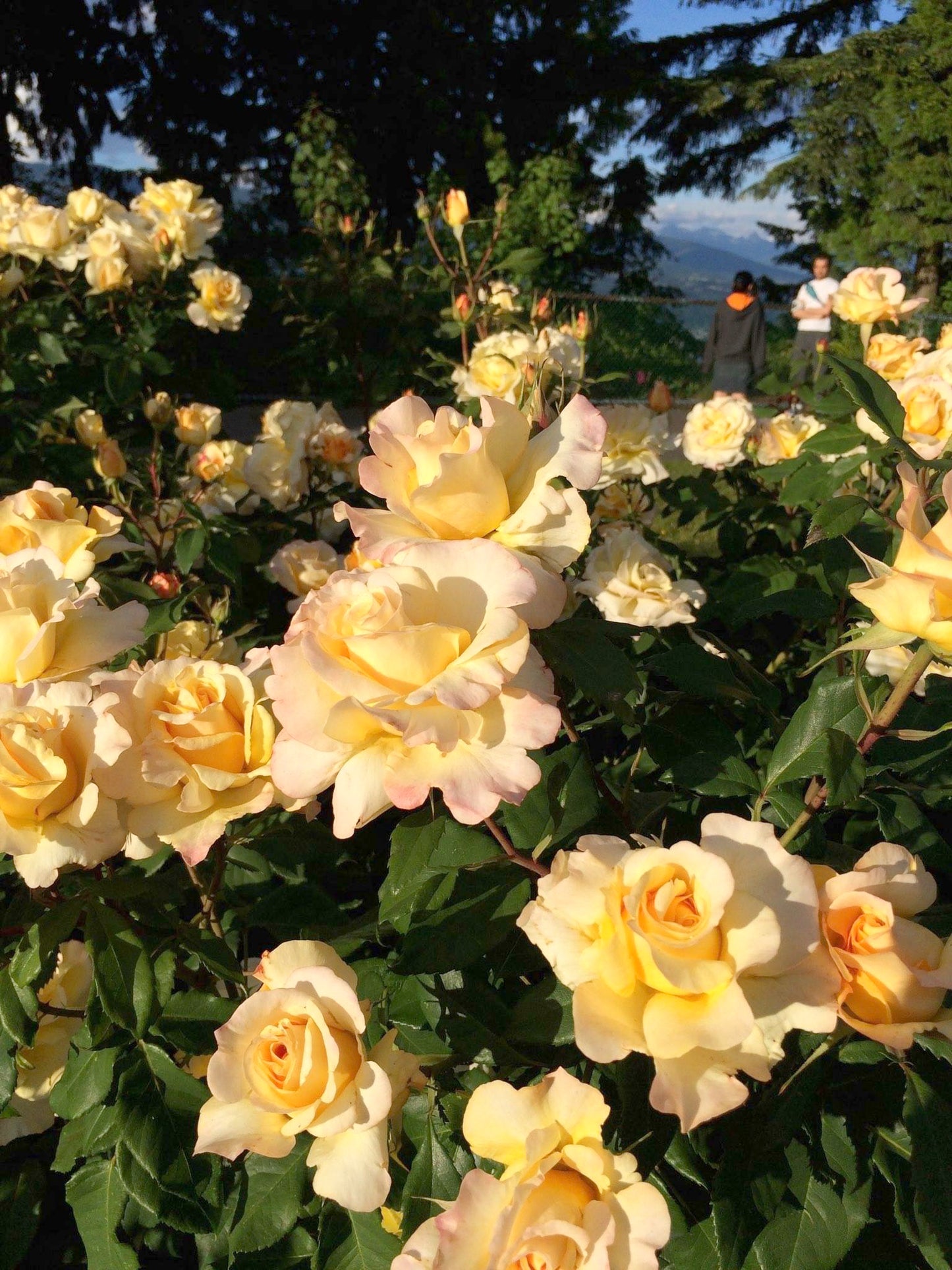 HT Eleganza Sunny Sky