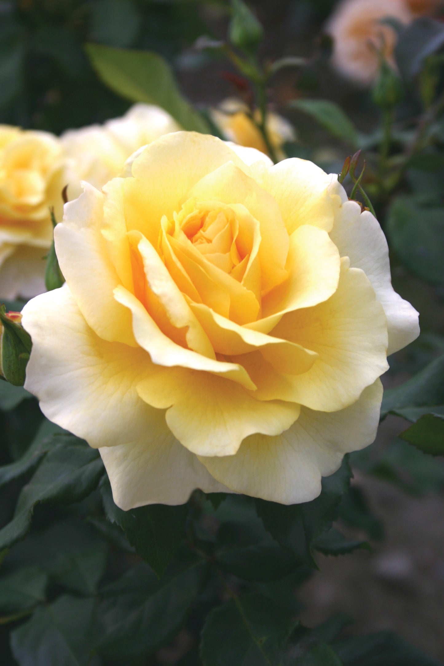 HT Eleganza Sunny Sky