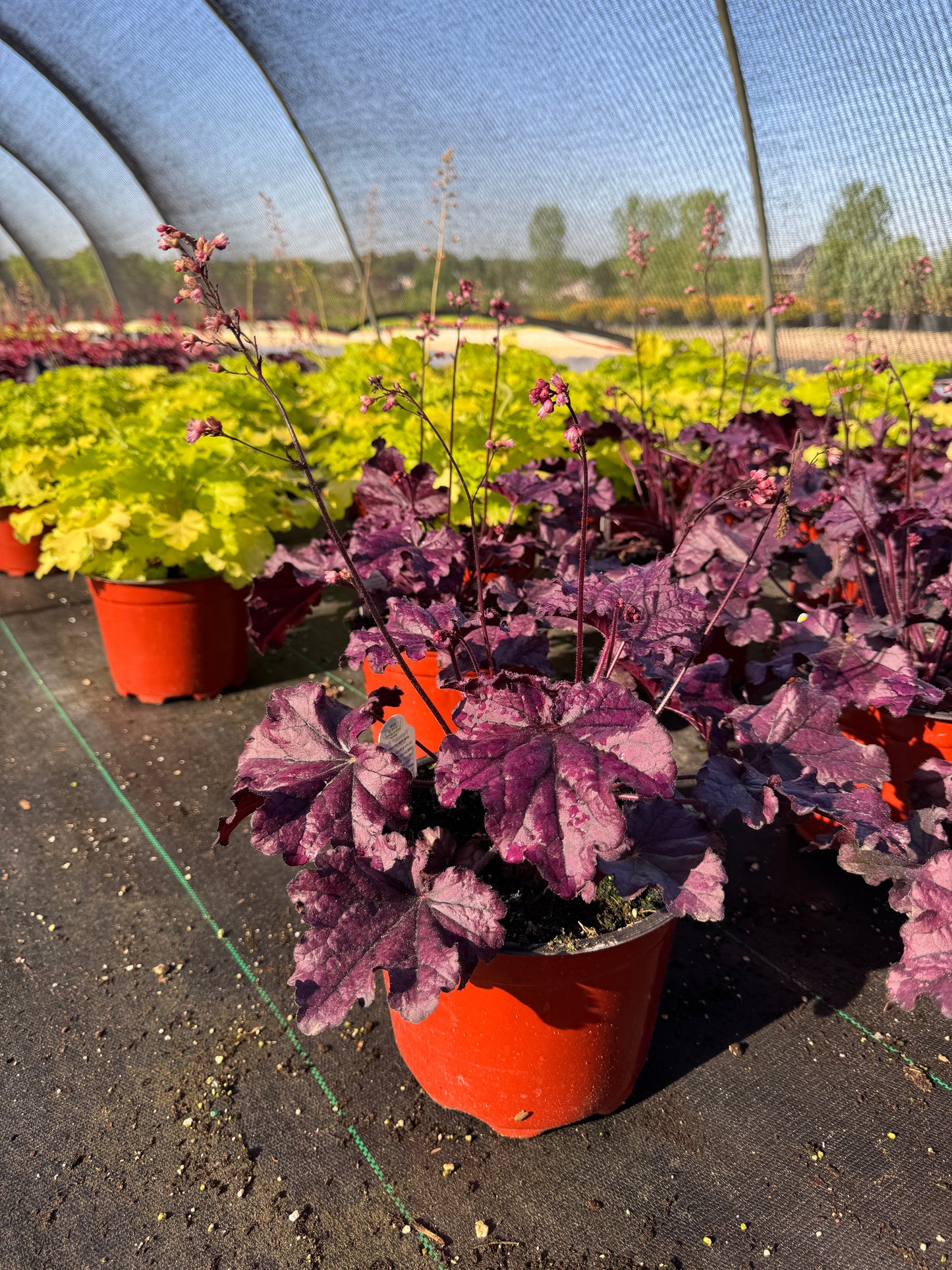 Forever Purple Coral Bell