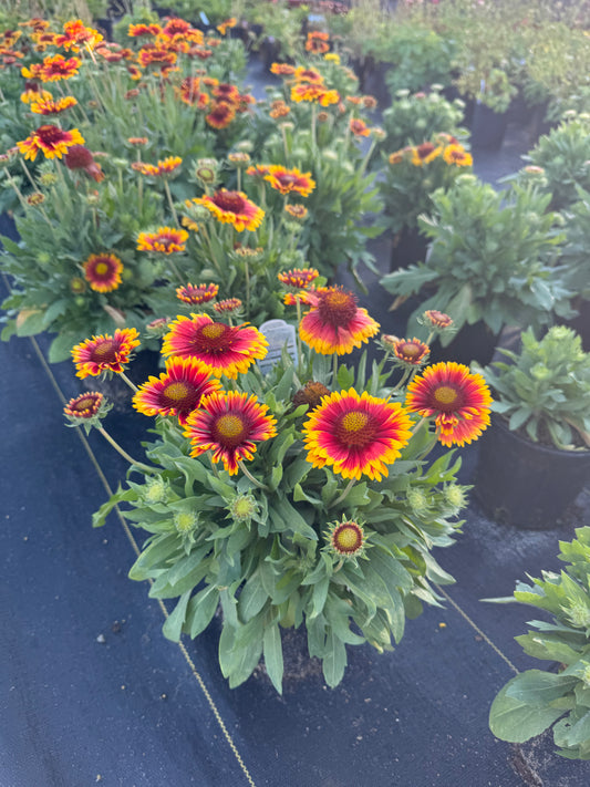 Gaillardia Blanket Flower