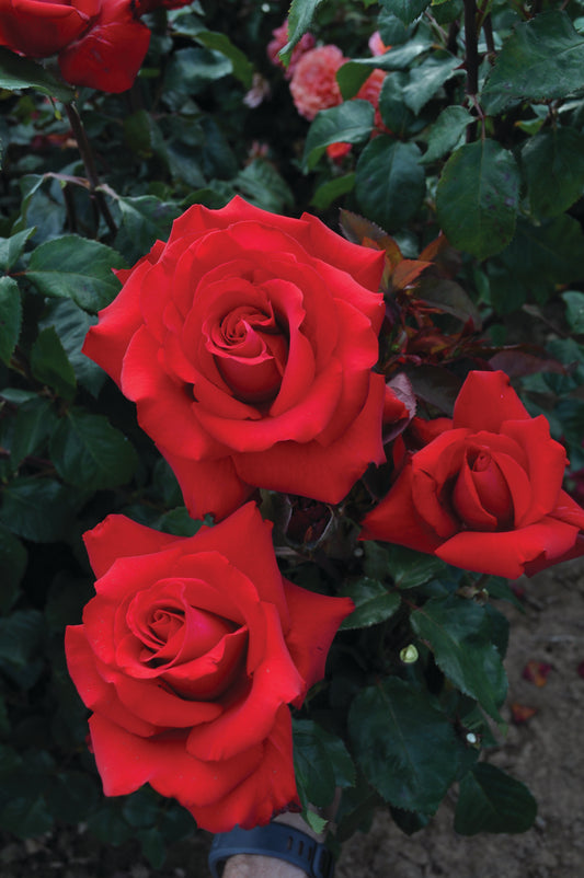 HT Bloom Eleganza Grand Amore Rose