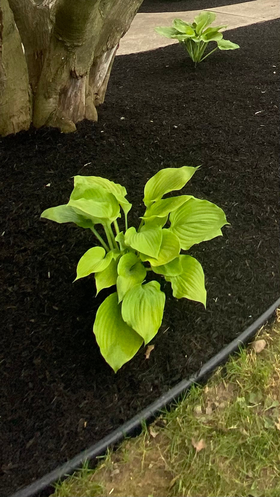Hosta guacamole
