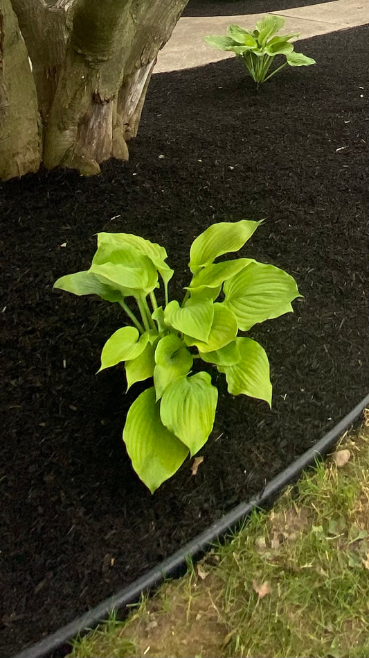 Hosta guacamole