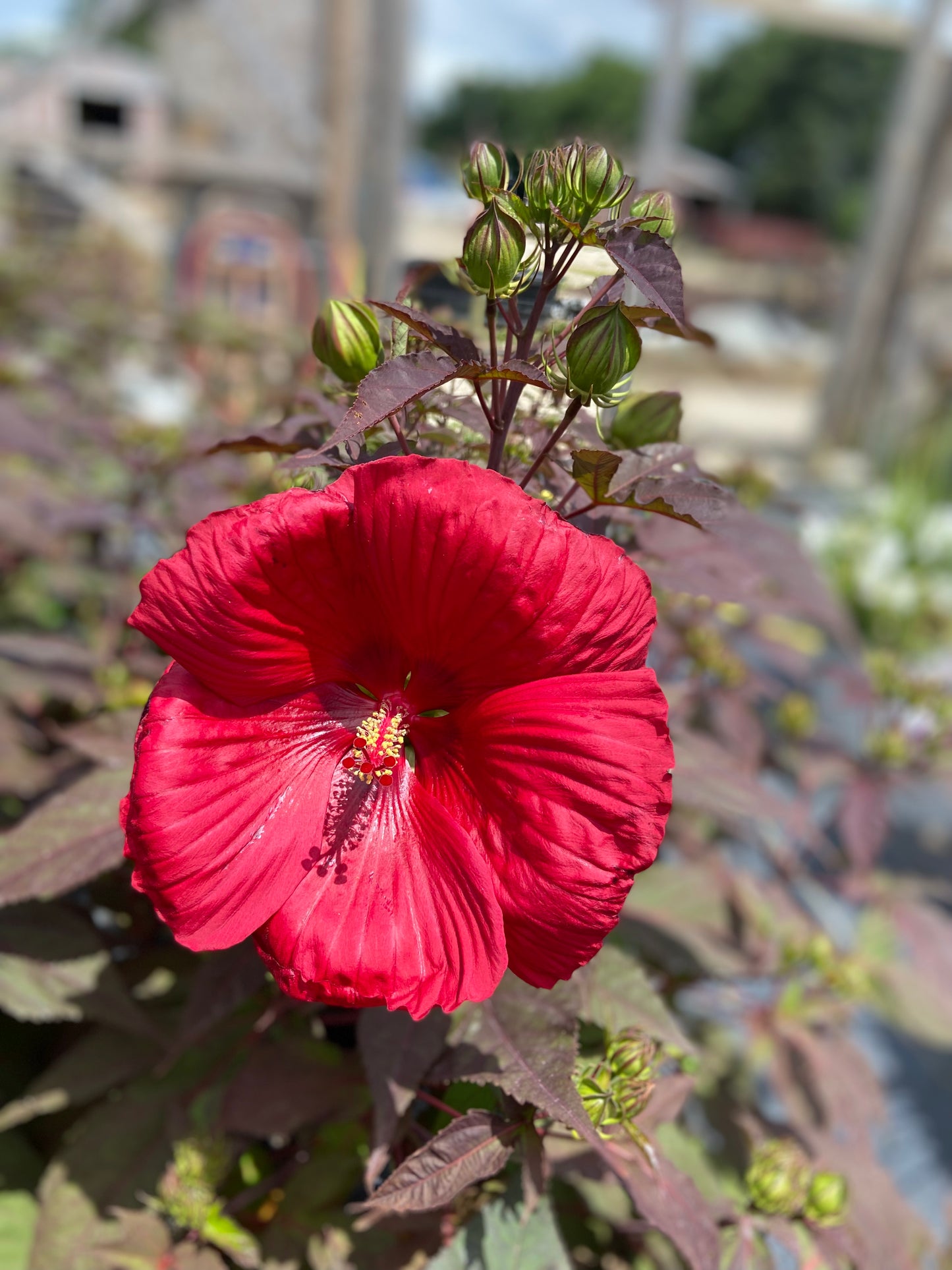 Hibiscus hardy over the heels desire