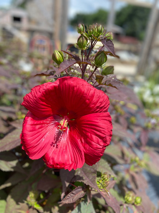 Hibiscus hardy over the heels desire