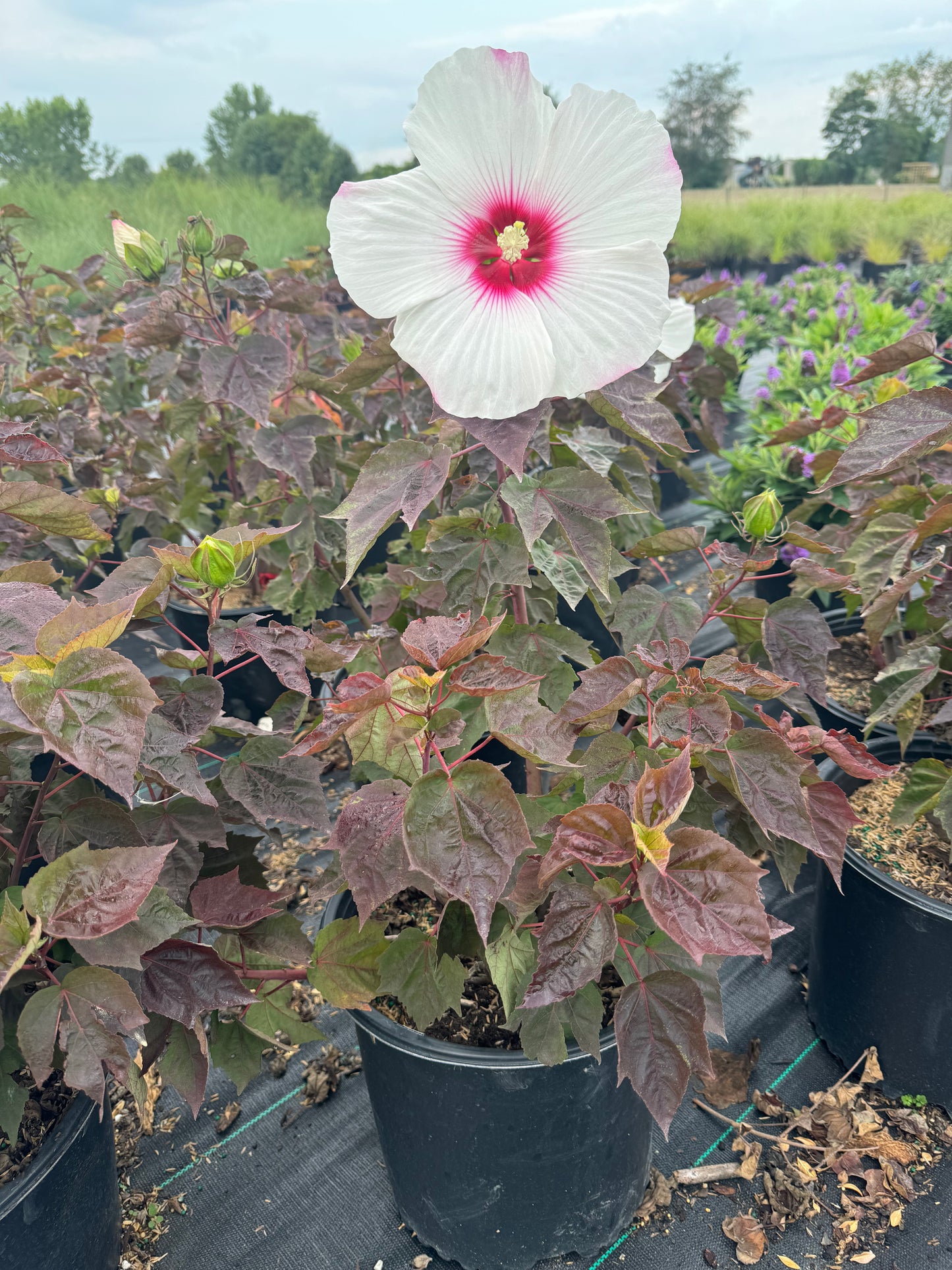 Hibiscus head over heels (dream white)