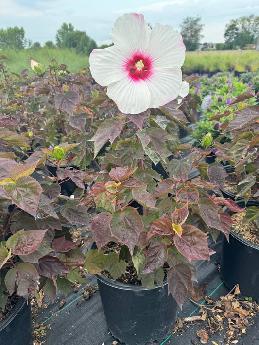 Hibiscus head over heels (dream white)