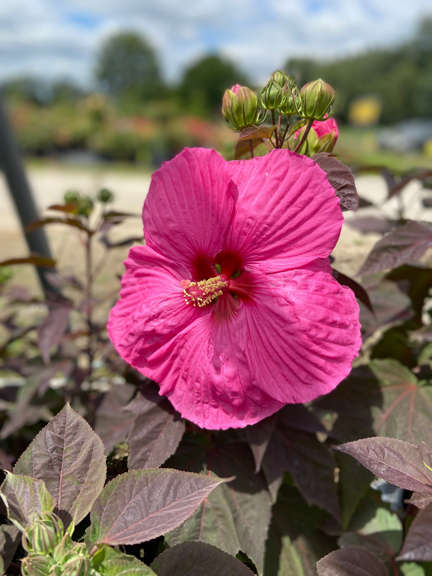 Hibiscus hardy head over heels passion