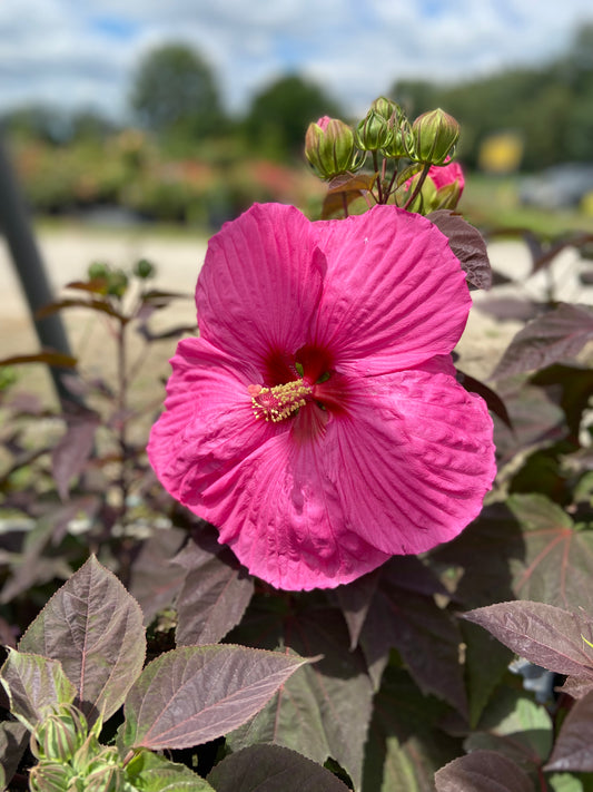 Hibiscus hardy head over heels passion