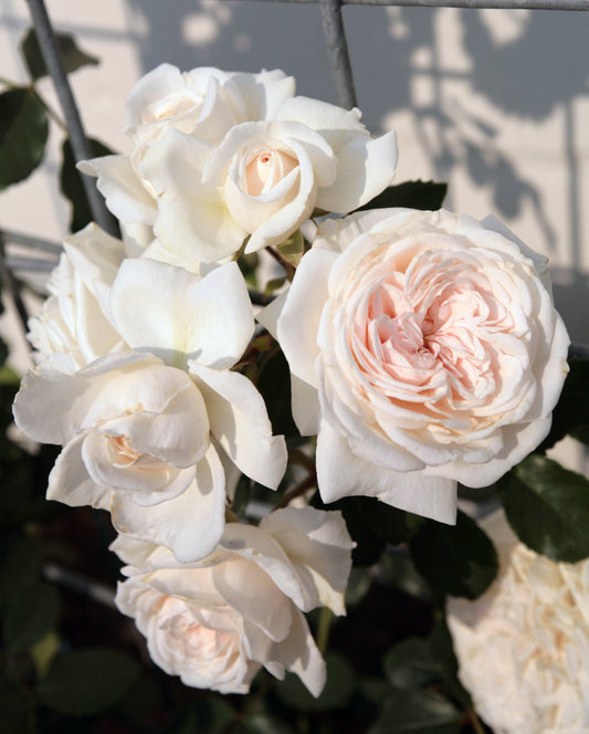 Arborose honey moon rose