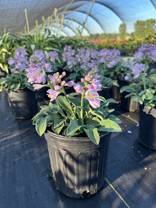 Hosta blue mouse ears