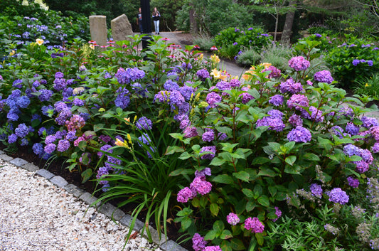Hydrangea endless summer bloomstruck