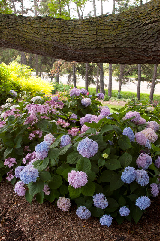 Hydrangea Endless summer original