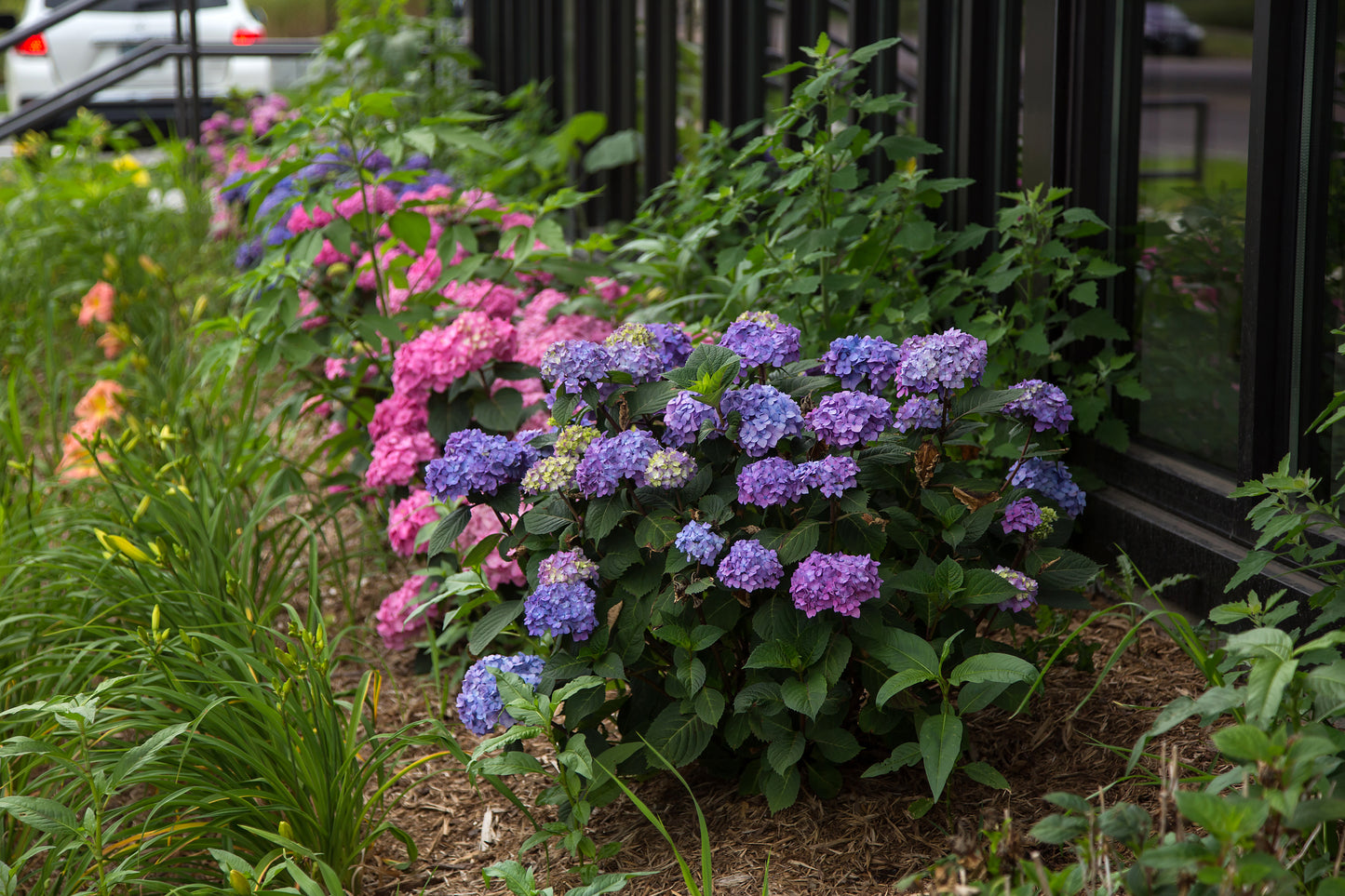 Hydrangea endless summer bloomstruck