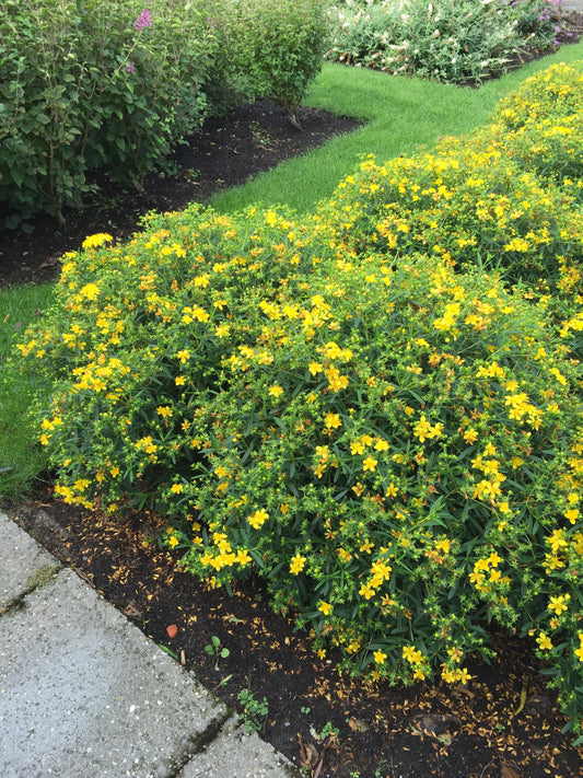 Hypericum Sunny Boulevard St. John's-Wort