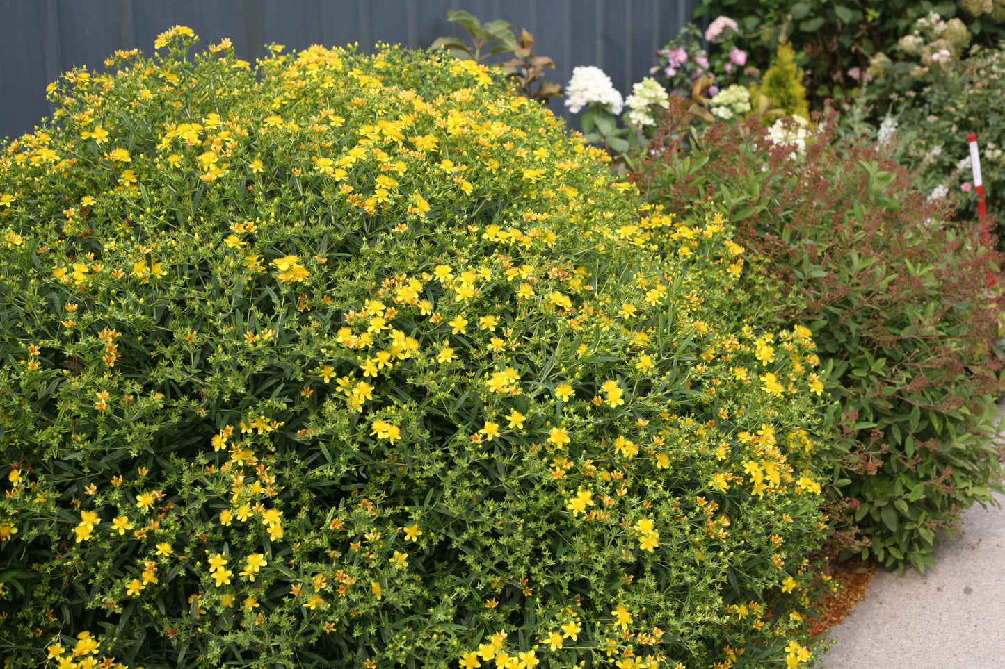 Hypericum Sunny Boulevard St. John's-Wort