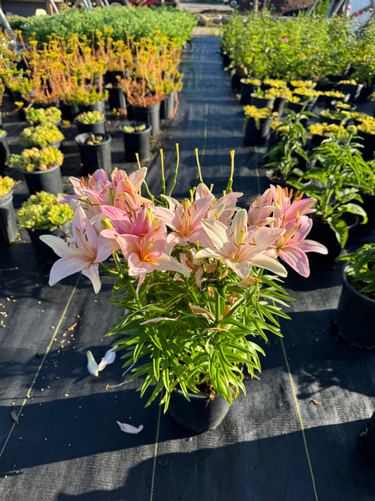 Asiatic lily (Tiger Lily)