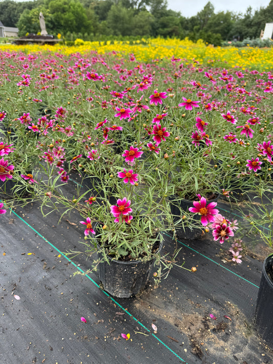 Coreopsis mercury rising
