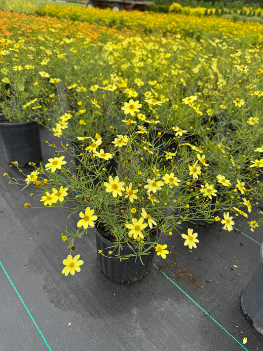 Coreopsis - moon beam