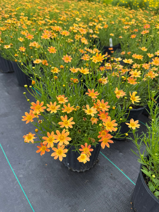 Coreopsis cream caramel