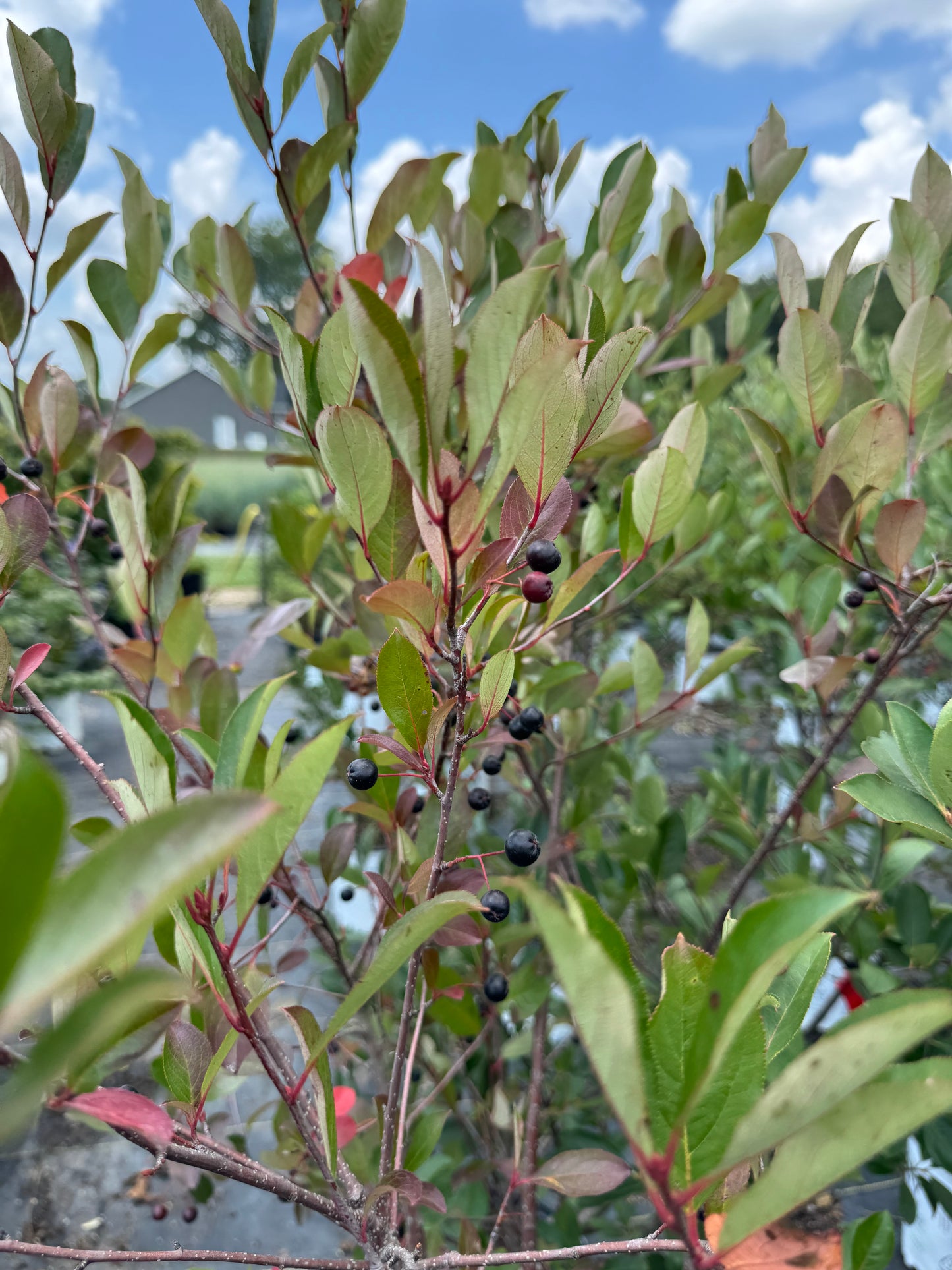 Aronia Low Scape Snowfire
