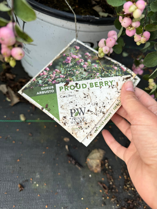 Symphoricarpos proudberry