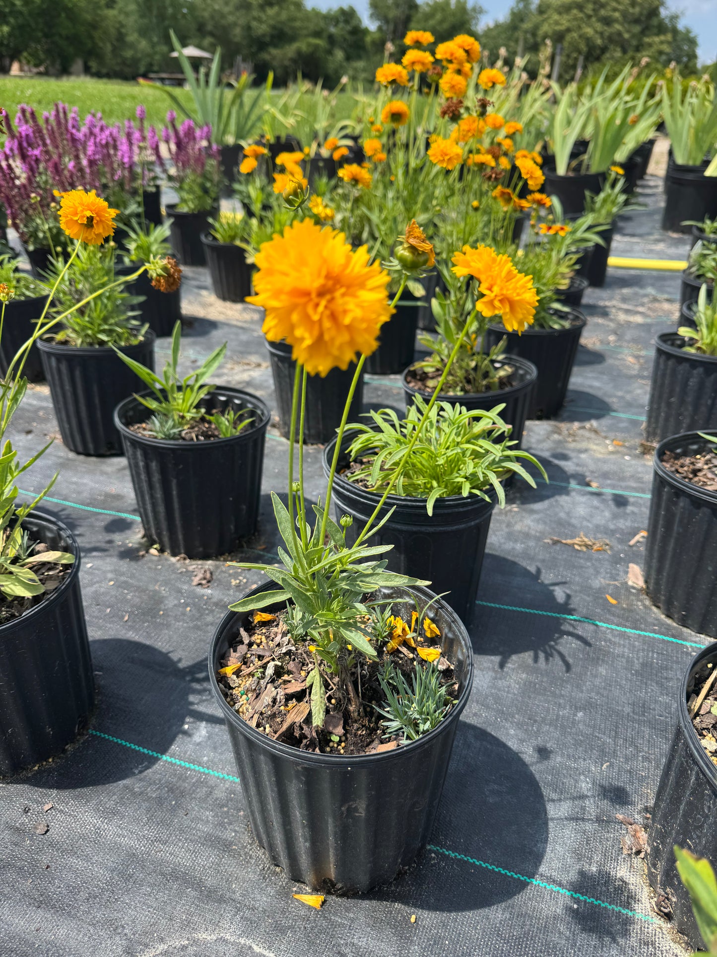Coreopsis uptick gold bronze