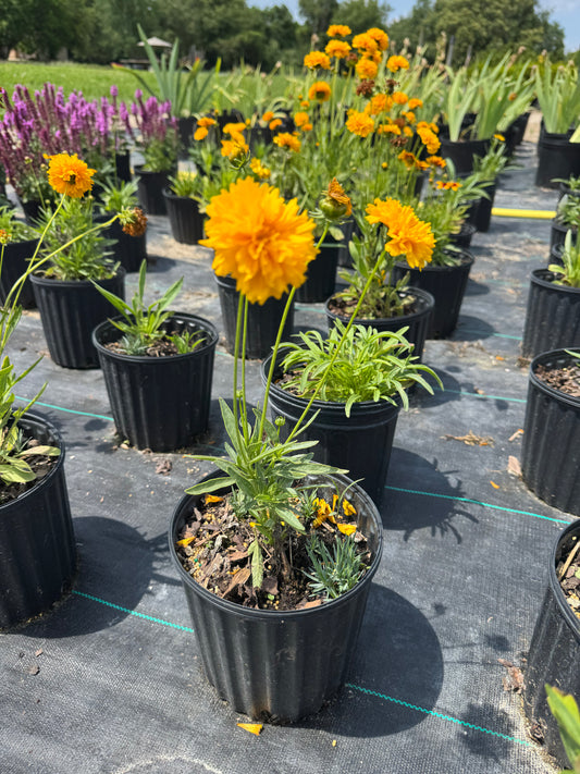 Coreopsis uptick gold bronze