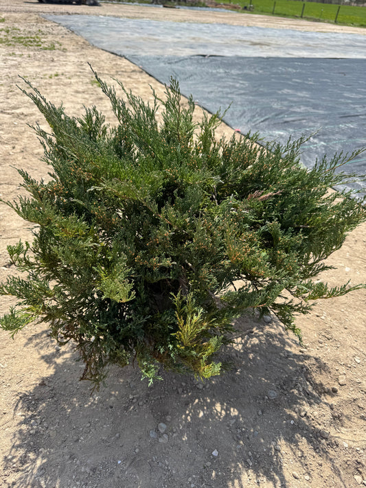 Juniper dwarf andora