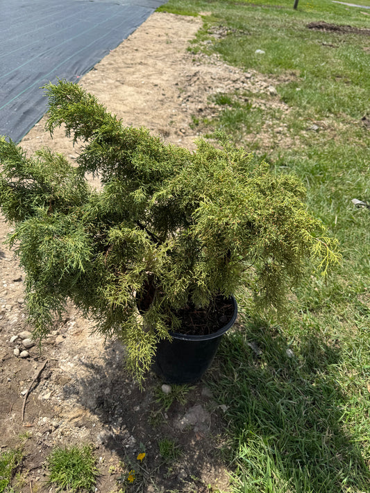 Juniper Gold Lace