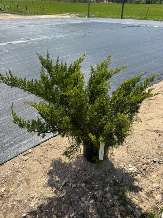 Juniper Sea Green