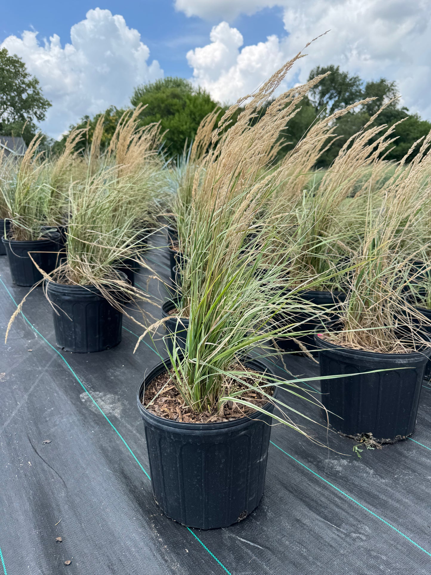 Karl forester overdam grass