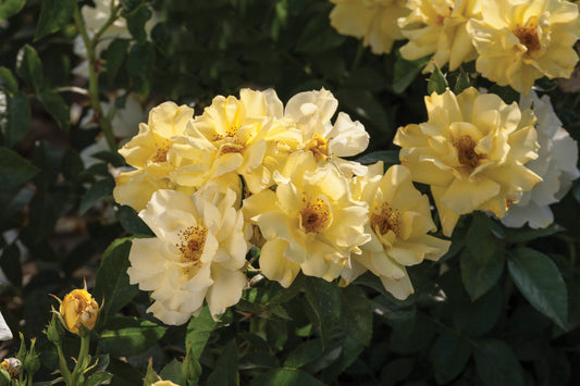 Drift lemon rose