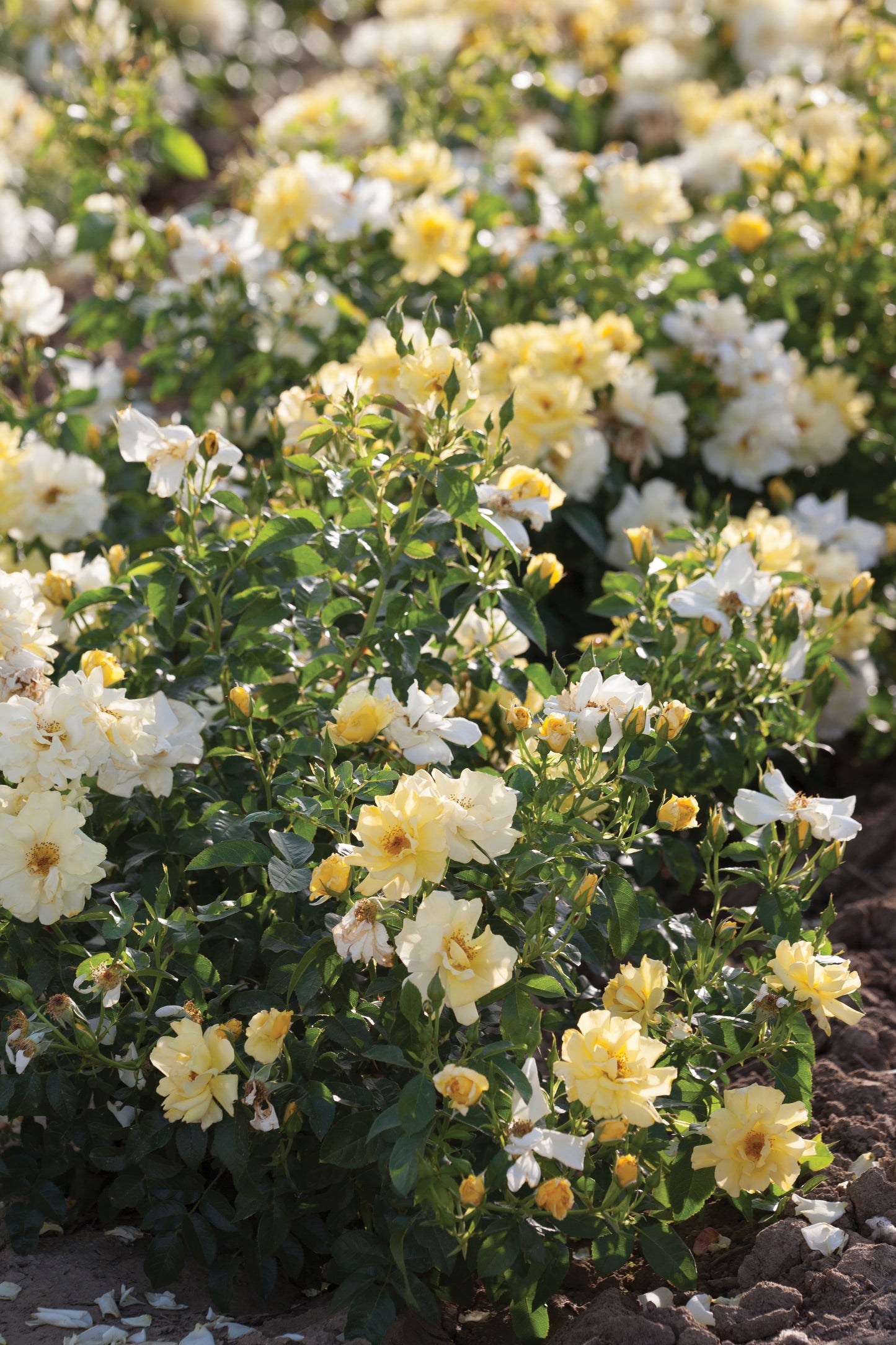 Drift lemon rose