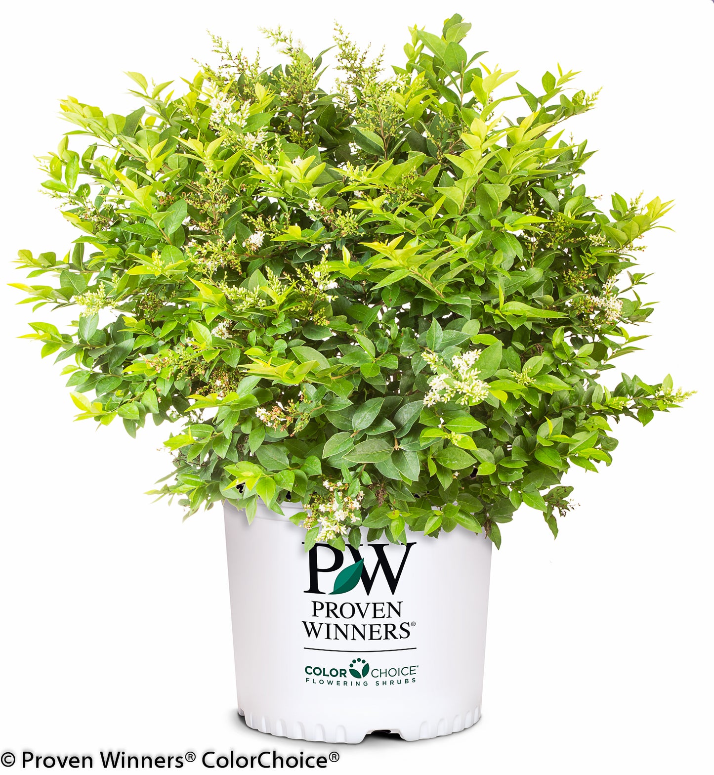 Ligustrum x golden ticket