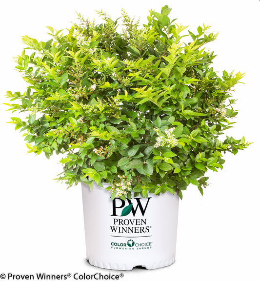 Ligustrum x golden ticket