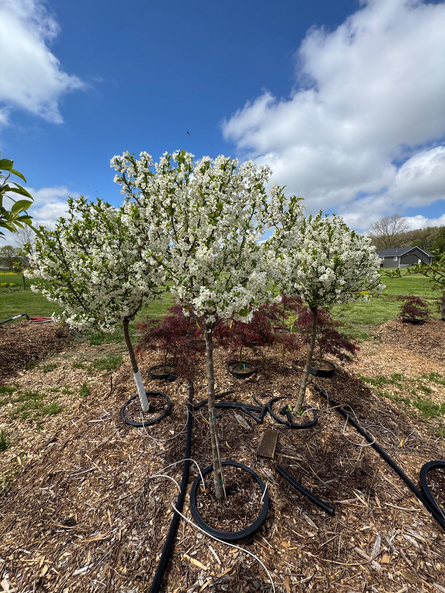 Malus Lollipop Crabapple #15