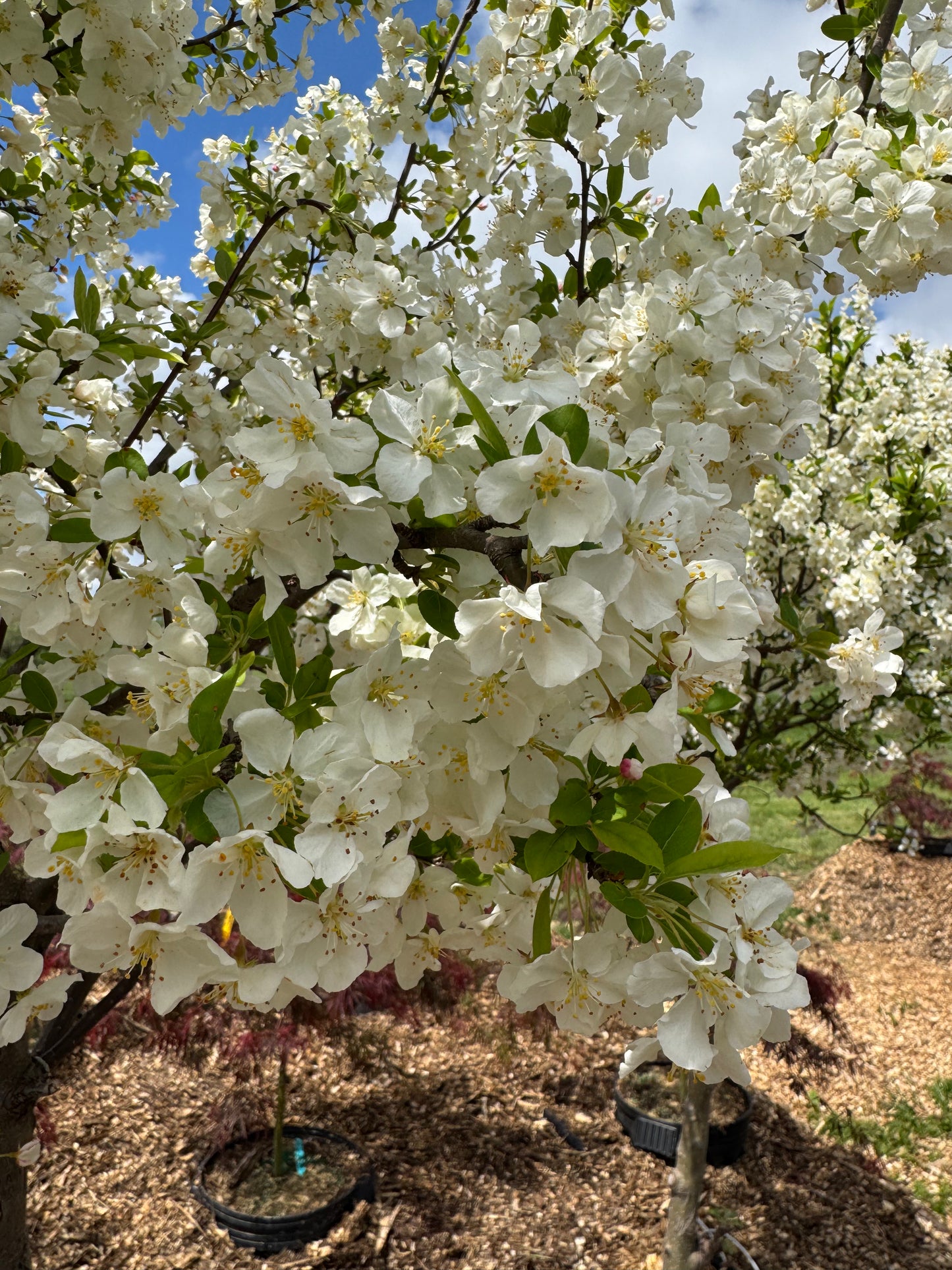 Malus Lollipop Crabapple #15