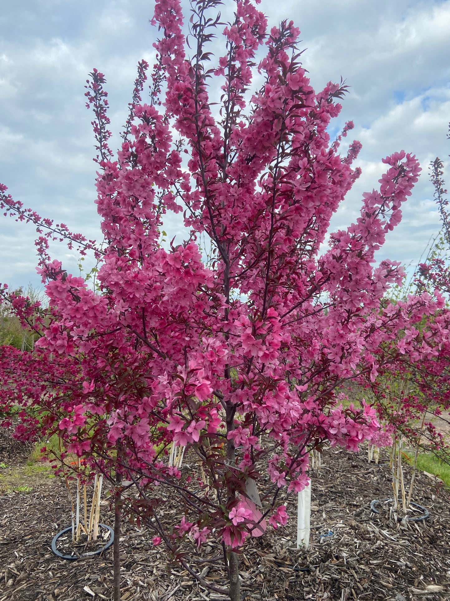 Malus Show Time Crabapple