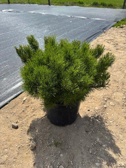 Mugho Pinus