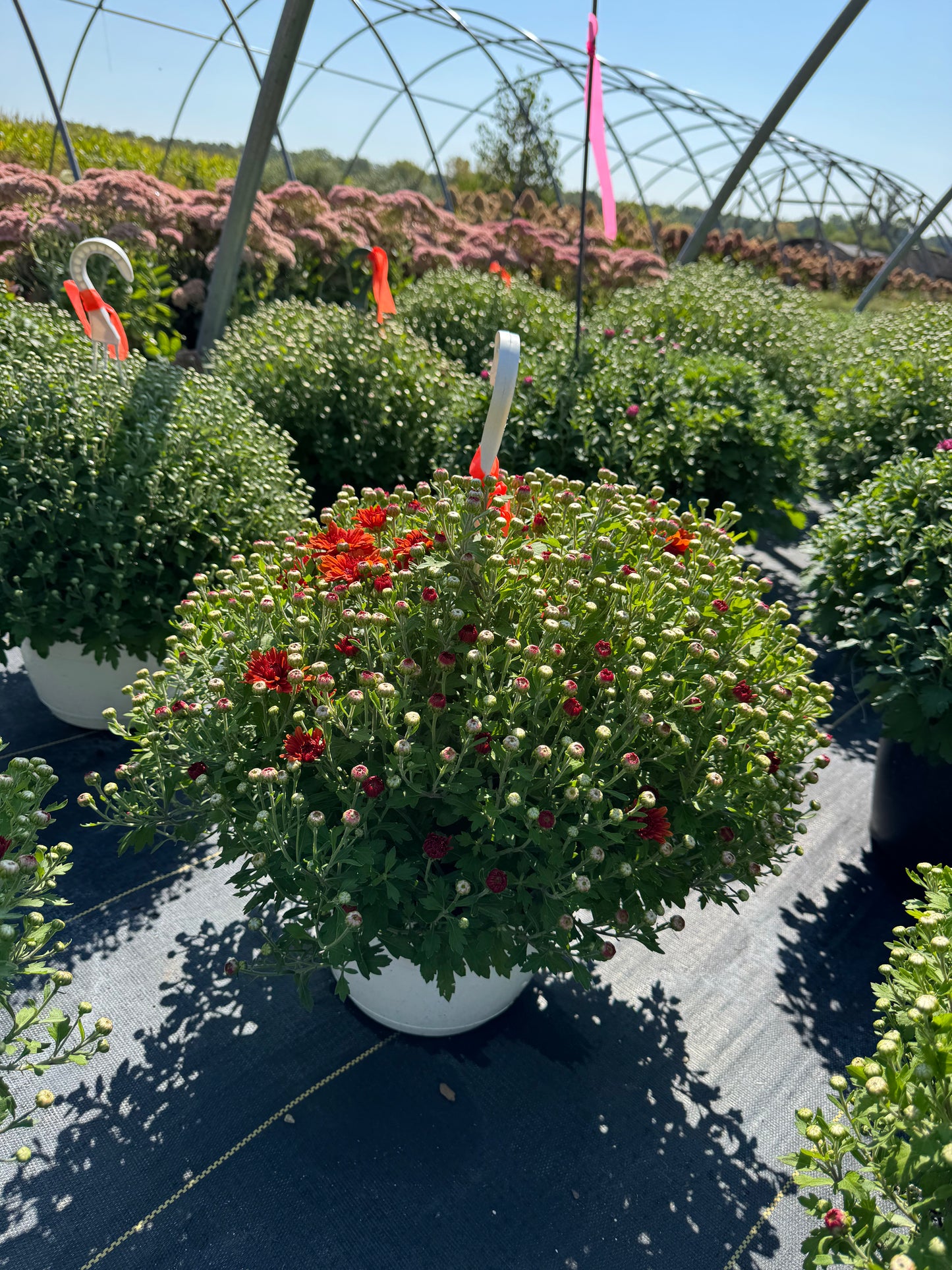 Mum Hanging Basket
