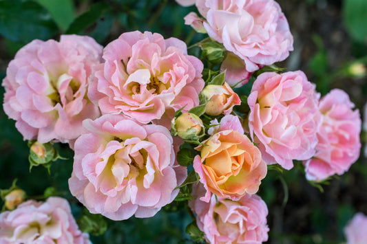 Drift rose peach