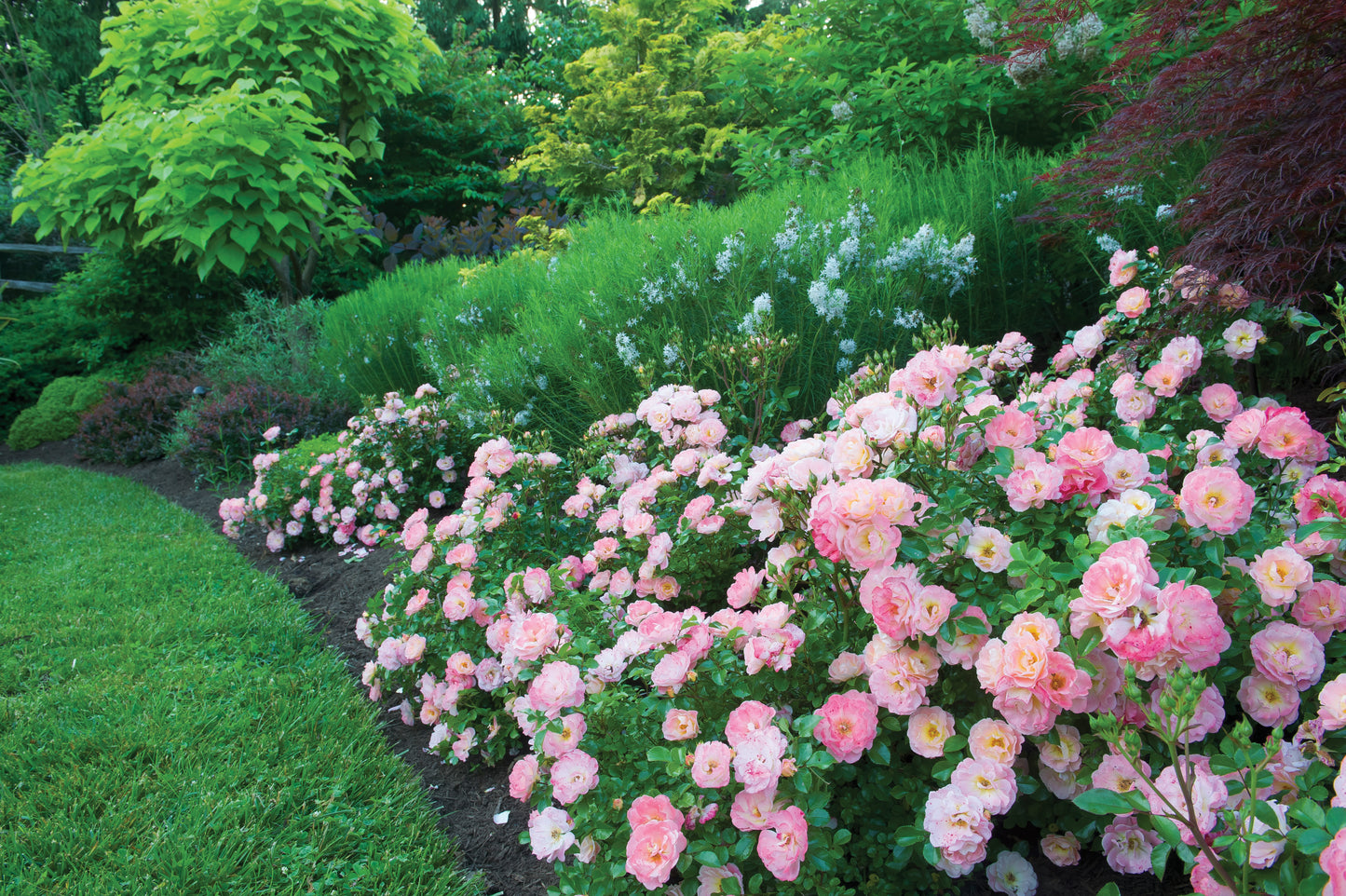 Drift rose peach
