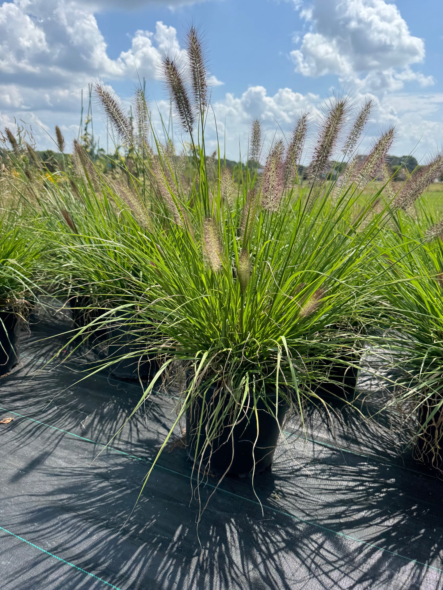 Pennisetum Red Head grass